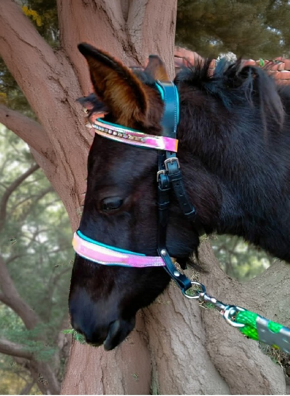 Leather Rainbow bridle